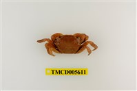 藏品(肉球近方蟹)的圖片